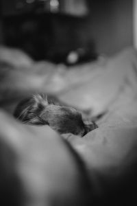 Close-up of cat sleeping on bed