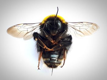 Close-up of bee pollinating