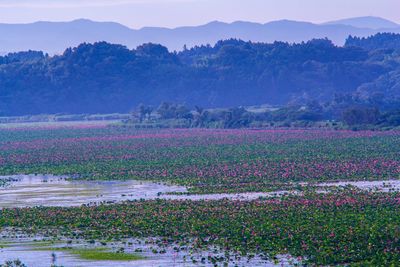 Lotus water lilies in pond against mountains