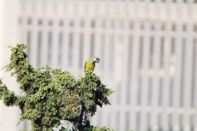 Bird parakeet perching on a plant