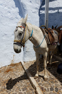 Donkey standing on footpath