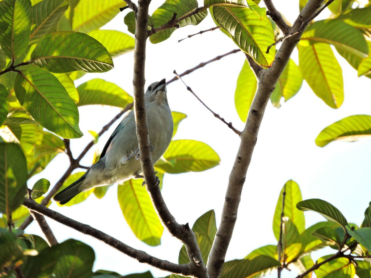 leaf, one animal, tree, animal themes, branch, animals in the wild, low angle view, green color, growth, nature, animal wildlife, perching, day, no people, bird, outdoors, beauty in nature, plant, close-up, sky