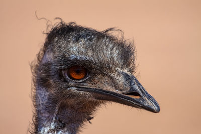Close-up of an emu looking 