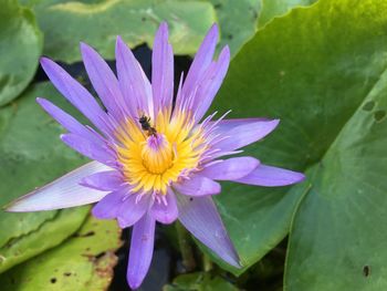 Close-up of honey bee pollinating on purple flower