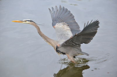Bird taking off from lake