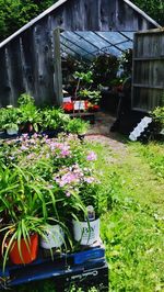 Potted plants in front of building