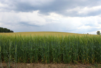 Scenic view of agricultural field against sky