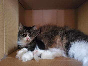 Portrait of cat resting at home