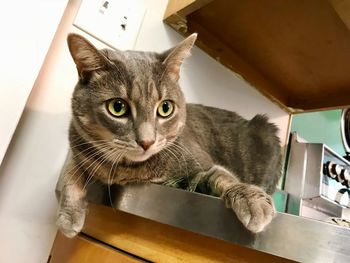 High angle portrait of a cat