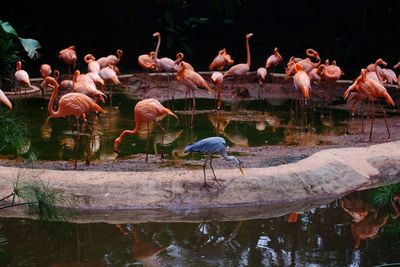 Flock of birds in lake