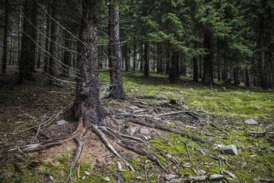 Trees in forest