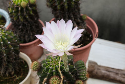 Close-up of potted plant