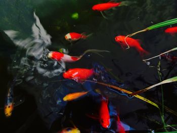 Close-up of fishes in water