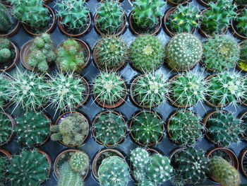 Full frame shot of succulent plants