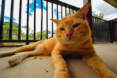 Portrait of ginger cat relaxing himself