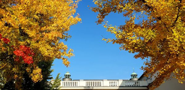 Low angle view of trees against sky during autumn