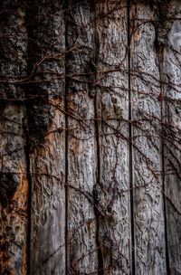 Full frame shot of tree trunk