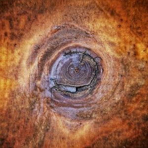 Full frame shot of tree trunk