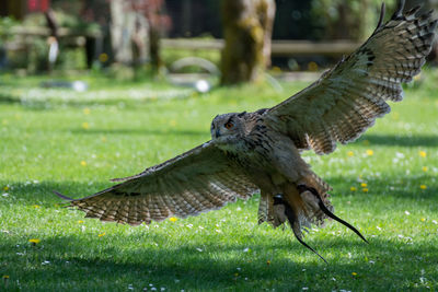 Close-up of eagle on field