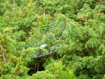 Close-up of spider on web against plants