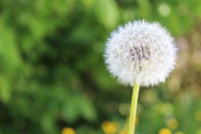 Close-up of dandelion flower