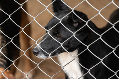 Close-up of dog seen through chainlink fence