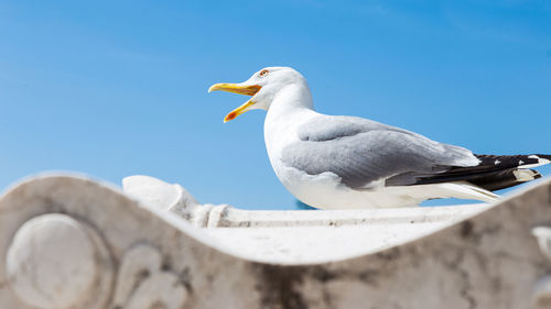 Seagull perching on a wall