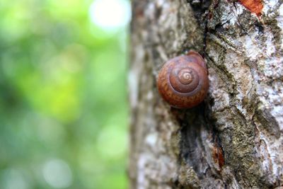 Close-up of snail on tree trunk