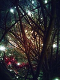 Low angle view of trees