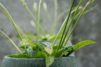 Close-up of potted plant on field