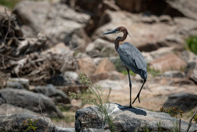 Gray heron perching on rock