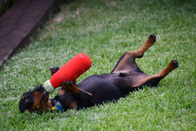 Dog on grassy field