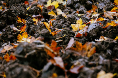 Close-up of leaves on ground