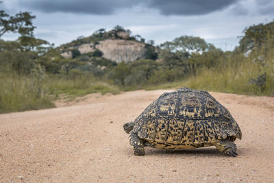 View of an animal on road