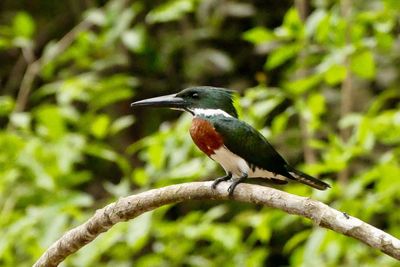 Close-up of bird perching on tree