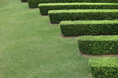 High angle view of green grass in garden
