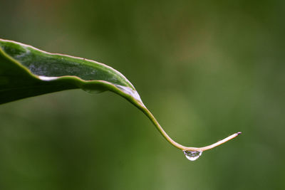 Close-up of water drops on plant