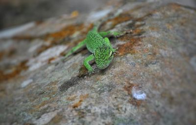 Close-up of lizard on rock