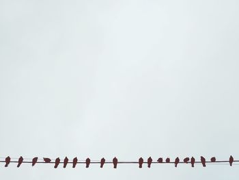 Low angle view of birds perching on roof against clear sky