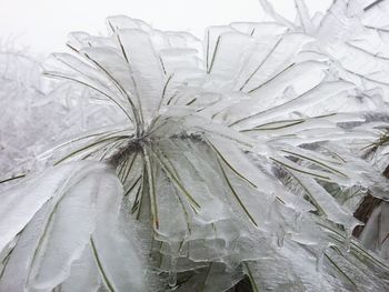 Close-up of plant against blurred background