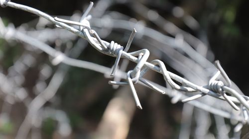 Close-up of insect on plant