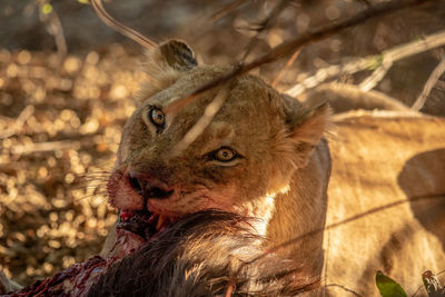 Close-up of lioness