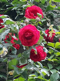 Close-up of red rose