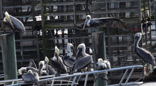 Birds perching on railing