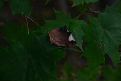 Close-up of maple leaf on leaves