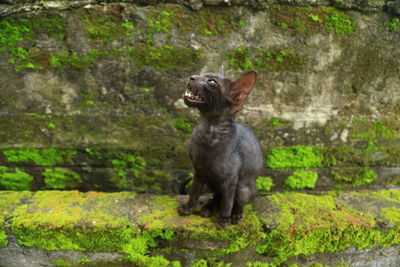 Portrait of an sitting on wall against plants