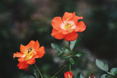 Close-up of orange flowering plant