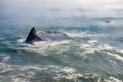 View of turtle swimming in sea