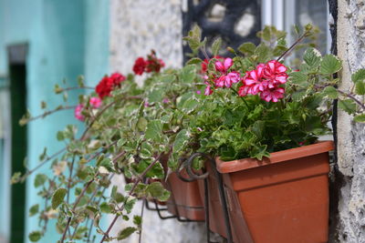 Close-up of potted plant