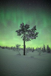 Trees on snow covered landscape against dramatic sky